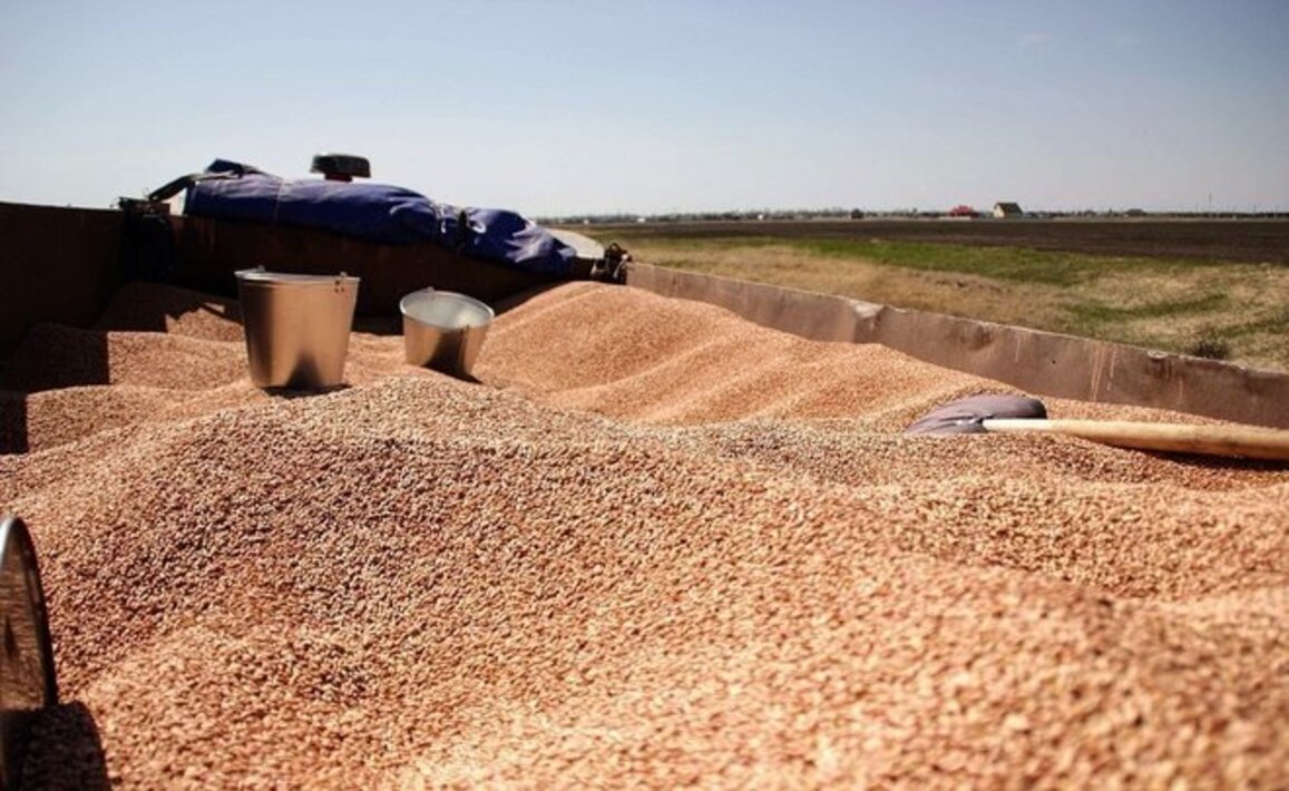 уборка пшеницы в россии. зерновой элеватор. 3 тонны зерна. засыпка зерна в рукава. тонна зерна тонна пшеницы.