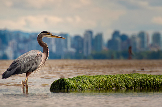 Водно-болотные угодья исчезают втрое быстрее, чем леса: Инфографика экологии ➕1, 01.02.2023
