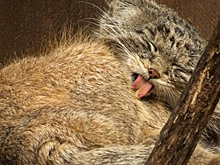 Манул Баюн из зоопарка Новосибирска умер в Ленобласти от инфекции