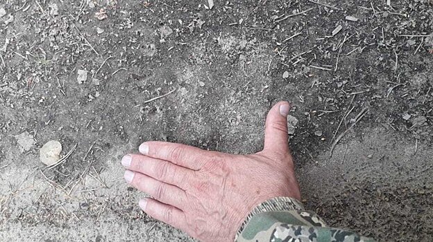 В Земетчинском районе вновь подтверждено обитание медведя