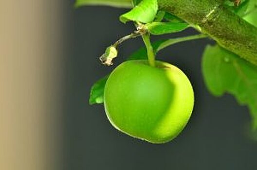 Ученые: Яблоки полезны для сердечно-сосудистой системы
