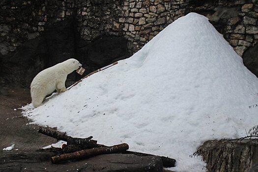 Первый снег встретили обитатели Московского зоопарка
