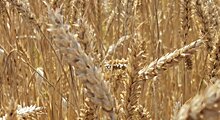 Климатические изменения ведут к новым аграрным решениям по пшенице