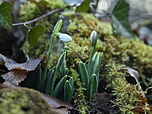 Подснежники могут появиться в Москве раньше обычного срока