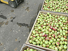 Россия запретила ввоз турецких яблок через Белоруссию