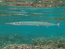 Нападение гигантской рыбы закончилось смертью человека