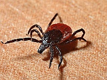 В России обнаружили новый вирус, переносимый клещами