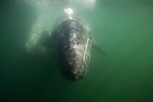 Горбатый кит выпрыгнул в метре от ныряльщиков и попал на видео