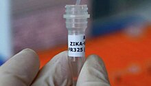 В США предложили проверять донорскую кровь на вирус Зика