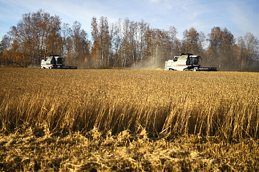 Аграрии Беларуси рассчитывают получить не менее 8,5 млн тонн зерна