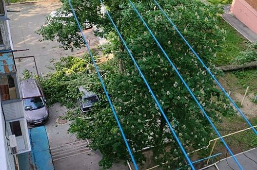 В Саратове тополь рухнул с корнями и повредил две машины на парковке