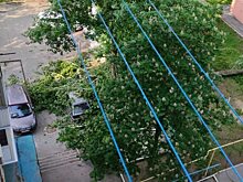 В Саратове тополь рухнул с корнями и повредил две машины на парковке