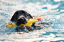 Кинолог дал инструкцию по обучению собаки плаванию