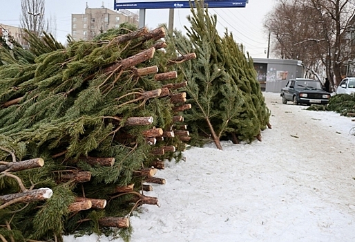 В Омской области будут судить банду «черных лесорубов», спиливших деревьев на 5 миллионов рублей