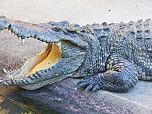 Reuters: мэр мексиканского города Даниэль Гутьеррес вступил в брак с крокодилом