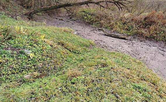 Курское Минприроды прокомментировало обмеление реки Кур