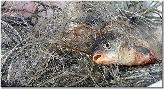 У рыбных браконьеров в Калининградской области изъято 77 орудий лова, 6 транспортных средств, 54 кг рыбы