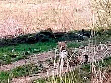 Краснокнижный леопард вышел к людям в Приморье: видео