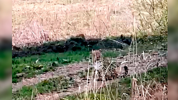 Краснокнижный леопард вышел к людям в Приморье: видео