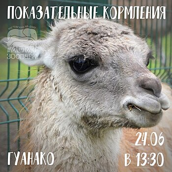 Ростовчан приглашают на показательные кормления гуанако