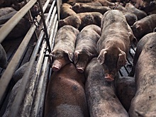 В Новосибирской области обнаружен очаг африканской чумы свиней