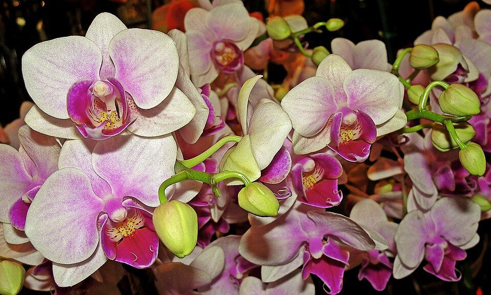 Выставка орхидей откроется в центре краеведения и туризма на Юннатов