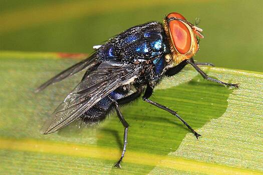 С американской авиабазы выпустят миллионы мясных мух для борьбы с плотоядными личинками