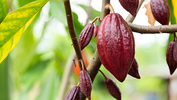 Ботаники нашли способ спасти плантации какао