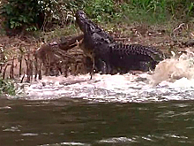 Ревнивый крокодил отомстил возлюбленной за встречу с соперником и попал на видео