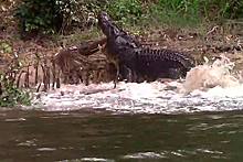 Ревнивый крокодил отомстил возлюбленной за встречу с соперником и попал на видео