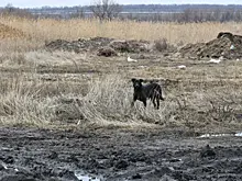 Для воспитанного щенка-обманщика волонтеры ищут дом