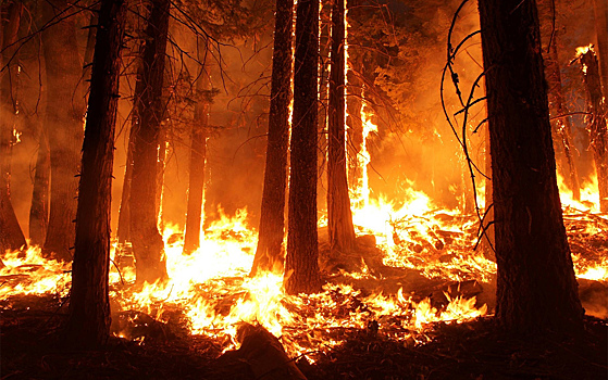 Оценено влияние лесного пожара на вечную мерзлоту