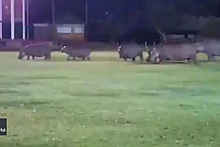 Стадо голодных бегемотов забрело на поле для регби