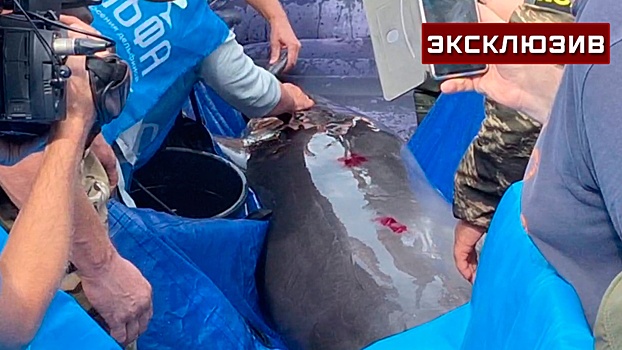 На Кубани спасли черноморского дельфина из пресной воды