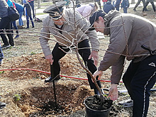 В Севастополе высадили 75 миндалей в честь юбилея Победы
