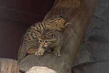 В Новосибирском зоопарке впервые показали новорожденных лесных котят