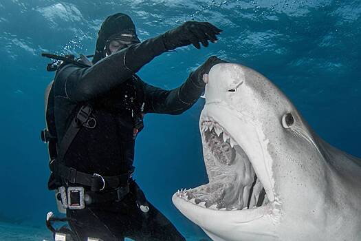 Дайвер рассказал о 23 годах дружбы с огромной тигровой акулой