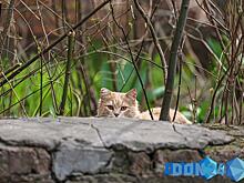 Теплое и солнечное воскресенье ожидается в Ростове