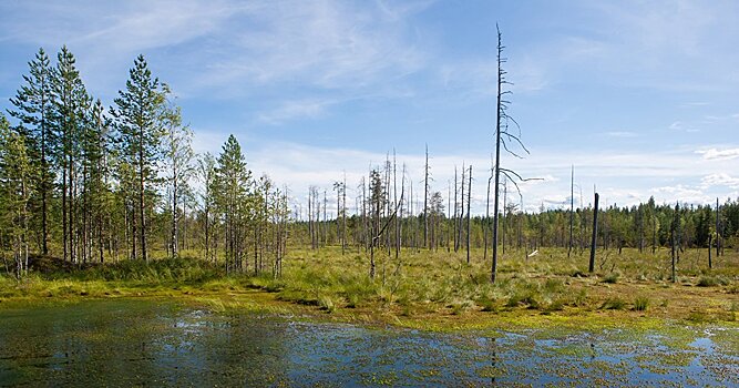 The Guardian (Великобритания): «мать-природа восстанавливается восхитительно быстро» - как возрождаются богатые ресурсами болотистые топи Украины