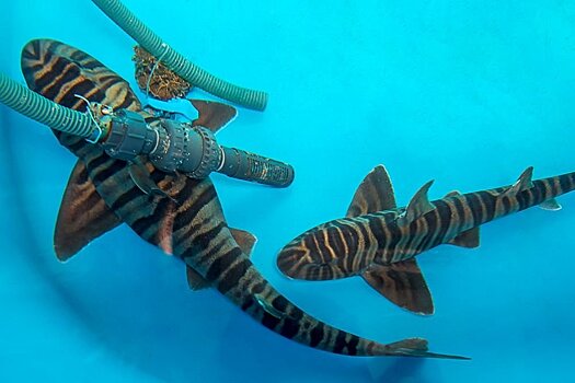 В Приморье впервые в мире добились разведения древней акулы в неволе