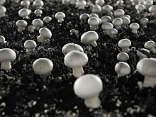 Российские и австрийские ученые разработали ферму для выращивания грибов на Луне