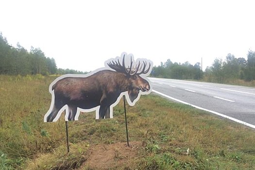 Минприроды Новосибирской области предложило устанавливать на трассах светоотражающие макеты лосей