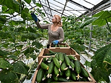 Как упростить передачу сельхозземель в надежные руки