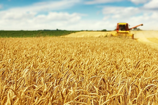 Изменение климата увеличило урожайность зерна в РФ &ndash; академик РАН