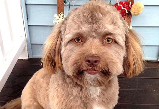Самая популярная собака в Интернете: за что на нее обрушилась слава?
