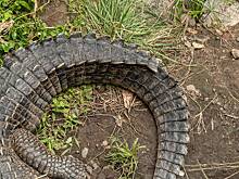 Женщина нашла в комнате покойного сына страдающего аллигатора