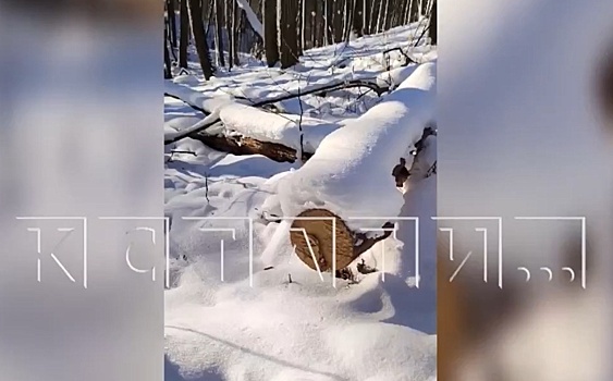 Нижегородец незаконно прорубил лыжную трассу в памятнике природы «Малиновая гряда»