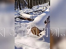 Нижегородец незаконно прорубил лыжную трассу в памятнике природы «Малиновая гряда»