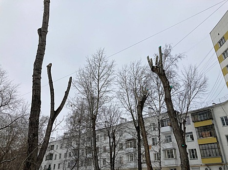 Жители Челябинска жалуются на появление деревьев-рогаток