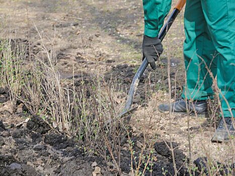 Более 5 тыс деревьев высадят осенью на видовых пространствах и у магистралей Москвы